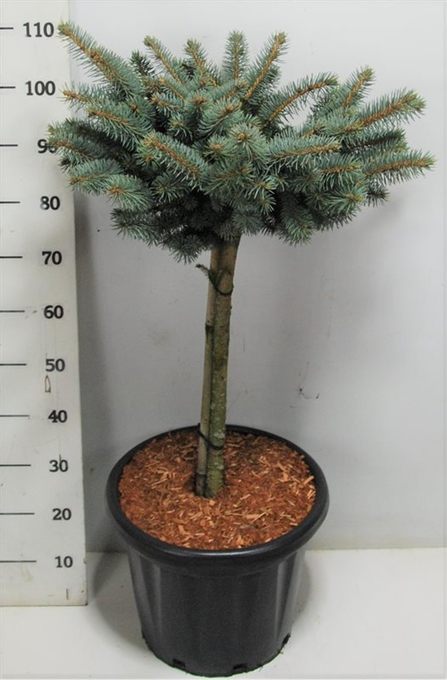 Blågran – Picea pungens 'Glauca Globosa' - C25 60 cm. Stam